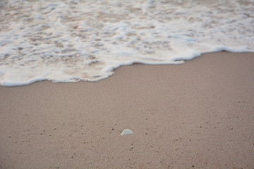 Seashell on the beach with incoming wave.