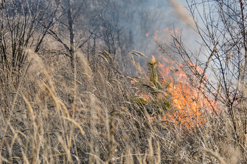 Fototapeta premium flame burns dry vegetation