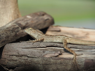 Close Up Of Lizard On Log