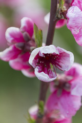 peach blossom