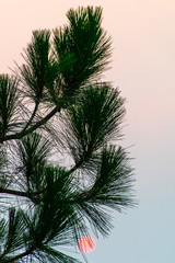 Pine Tree Sunrise Silhouette