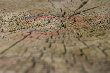 wood texture with depth of field