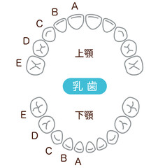 乳歯　歯並び © koti
