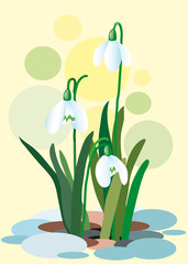 Snowdrops on a abstract background. Spring illustration. Illustration of flowers. Spring. Vector