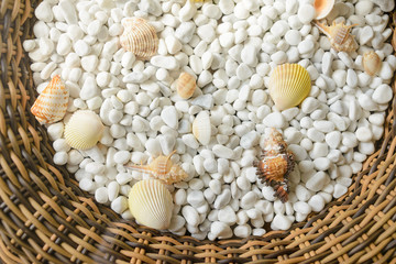 shells on white stones