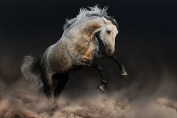 Obraz na płótnie Canvas Grey andalusian horse run in desert storm