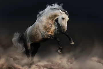 Foto op Plexiglas Grijs Andalusisch paard loopt in woestijnstorm © callipso88