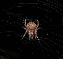 spider on the web
