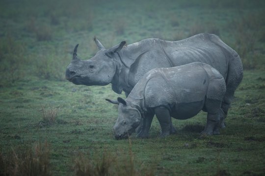 Big endangered indian rhinoceros in Kaziranga National Park / Big endangered indian rhinoceros in Kaziranga National Park