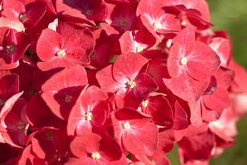 Pinke Hortensie