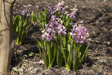 Hyazinthen im Park