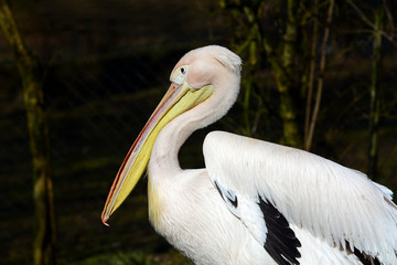 Big Pelican