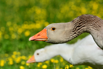 Pair of Goose