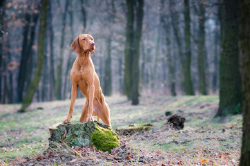 Hungarian hound dog in the forrest on the stump