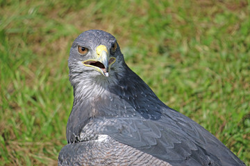 Hawk