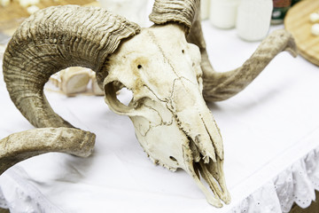 Fototapeta premium Goat skull with horns