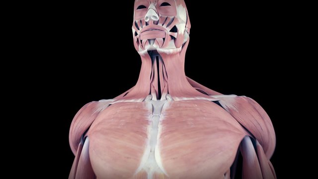 medical 3d animation of the sternocleidomastoid