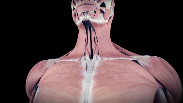 medical 3d animation of the sternothyroid