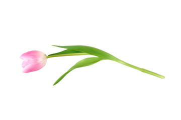 spring fragrant pink tulips isolated on white background close up
