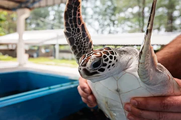 Garden poster Tortoise Rehabilitation Center to restore the number of turtles, Thailand