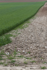 Obraz premium cultivated field