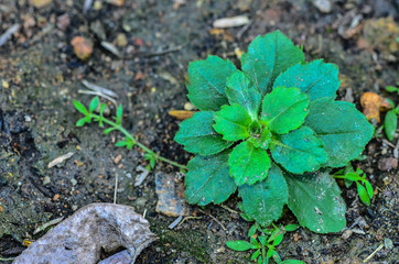 green plant surface top view