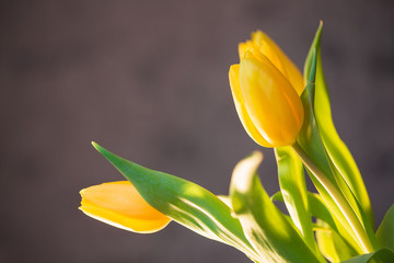 Naklejka premium Beautiful spring yellow tulips in a vase