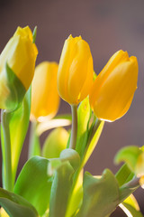 Beautiful spring yellow tulips in a vase