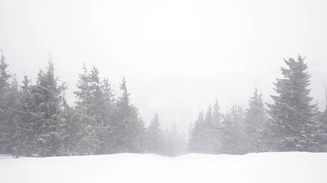 Christmas fir trees in snow winter wild forest snowing