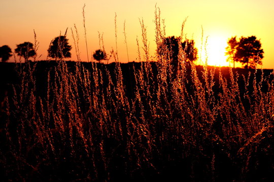 Sonnenuntergang im Feld