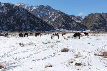 Horses are grazed on a snow glade among mountains in the early spring
