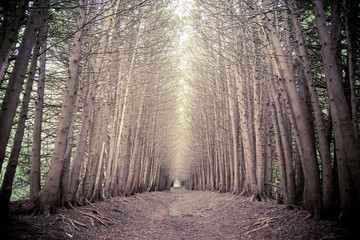 dark forest grove with trees growing
