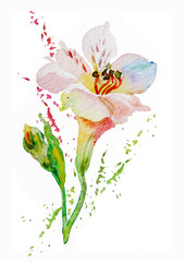 Flowers pink, white, alstromeries, bud, watercolor