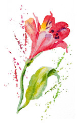 Obraz na płótnie Canvas Flowers pink, red alstromeries 1, watercolor