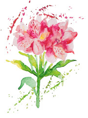 Flowers pink alstromeries 2, watercolor
