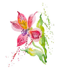 Flowers pink, red alstromeries, watercolor