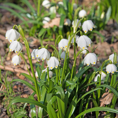 Märzenbecher, Leucojum vernum