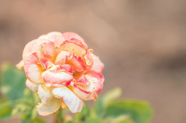 Closeup beautiful rose on blurred background