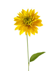 Yellow  flower ( Hortensia Golden Glow) isolated on white background