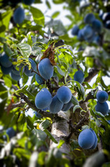 Fresh blue plums in orchard on tree branches selective focus in summer