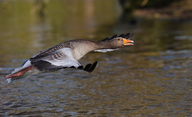 Greylag Goose, goose