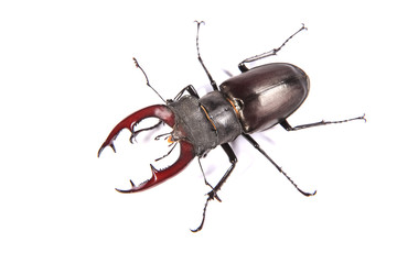 Large, male stag beetle