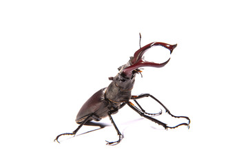 Large, male stag beetle
