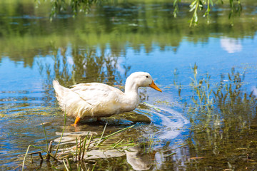White ducks