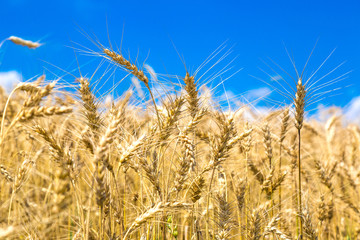 A wheat field