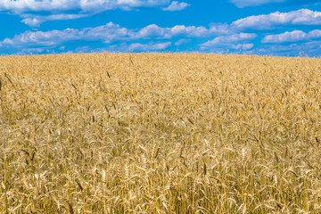 A wheat field