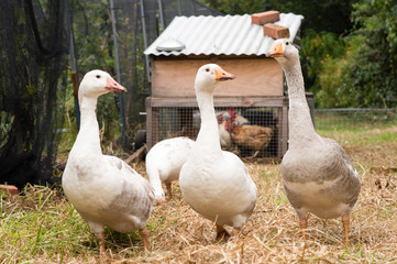 Three geese in foreground with chickens in handmade chicken tractor in the background
