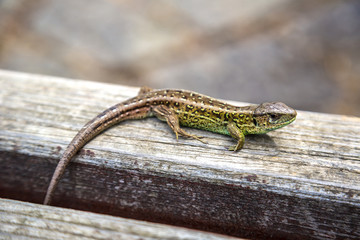 Small lizard