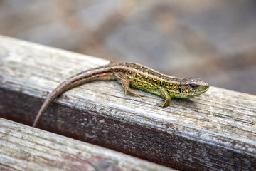 Small lizard