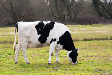 Vaches prim' holstein en pature 